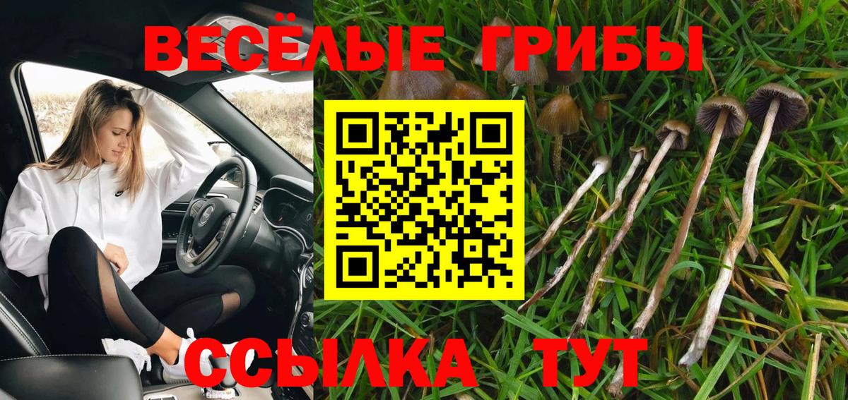 Псилоцибиновые грибы Psilocybe  Вход с VPN  Советск 